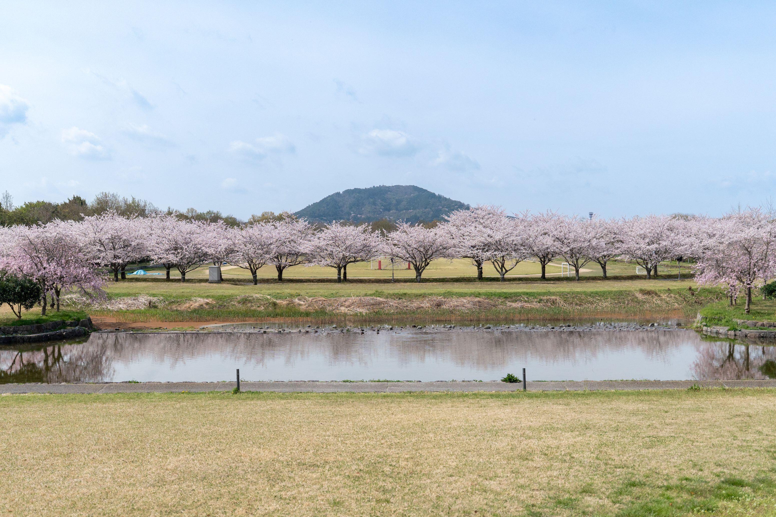 20260406_桜2 (2).jpg