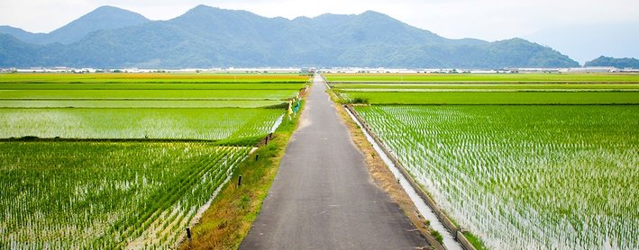 大中の湖干拓地における軸線景観の例（撮影：西村成貴）