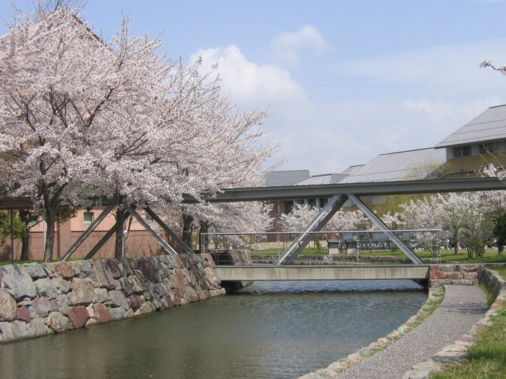 風景桜