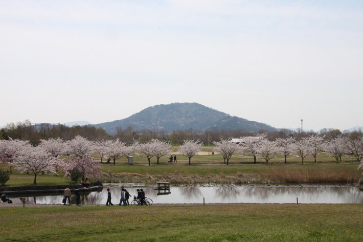 桜の滋賀県立大学