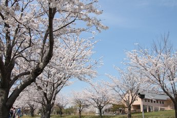 桜の滋賀県立大学